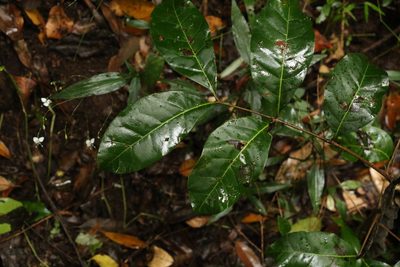 Euroschinus falcatus, photographed by Greg Tasney