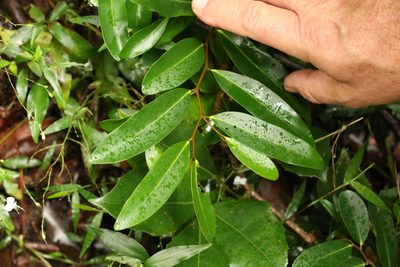 Diospyros australis, photographed by Greg Tasney