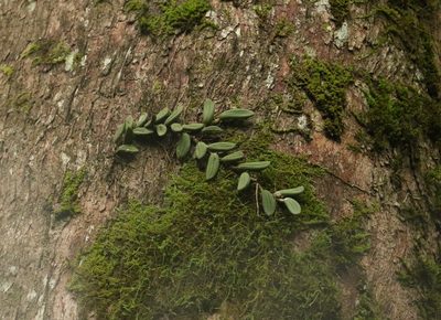 Dendrobium linguiforme, photographed by Greg Tasney