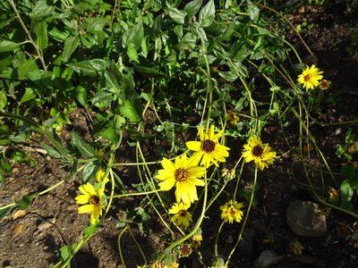 Encelia californica, photographed by Heather Dawnstar Sabin