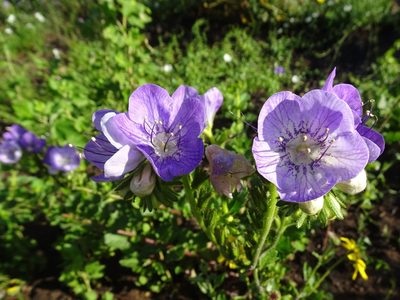 Phacelia grandiflora, photographed by Heather Dawnstar Sabin