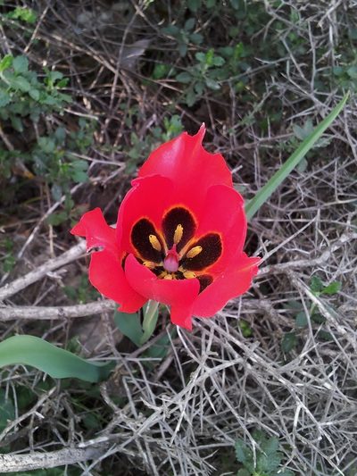 Tulipa agenensis, photographed by Nasser Halaweh