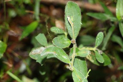 Pimelea altior, photographed by Greg Tasney