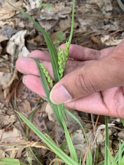 Carex pigra, photographed by Ashwin Srinivasan