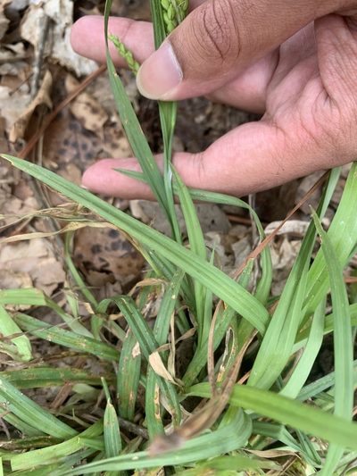 Carex pigra, photographed by Ashwin Srinivasan