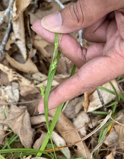 Carex amphibola, photographed by Ashwin Srinivasan