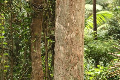 Eucalyptus pilularis, photographed by Greg Tasney