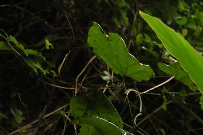 Legnephora moorei, photographed by Greg Tasney