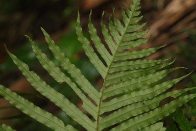 Oceaniopteris cartilaginea, photographed by Greg Tasney