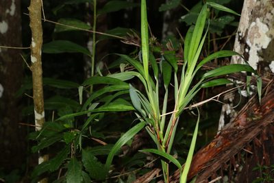 Dianella caerulea, photographed by Greg Tasney