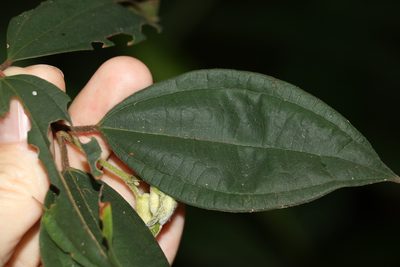 Rhodamnia rubescens, photographed by Greg Tasney