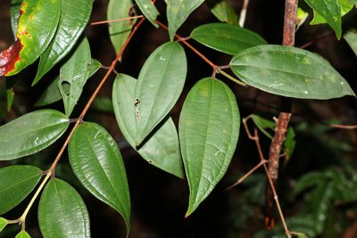 Rhodamnia rubescens, photographed by Greg Tasney