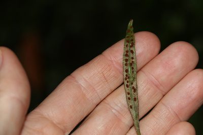 Pyrrosia rupestris, photographed by Greg Tasney