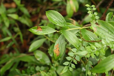 Trochocarpa laurina, photographed by Greg Tasney