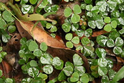 Pullenia gunnii, photographed by Greg Tasney