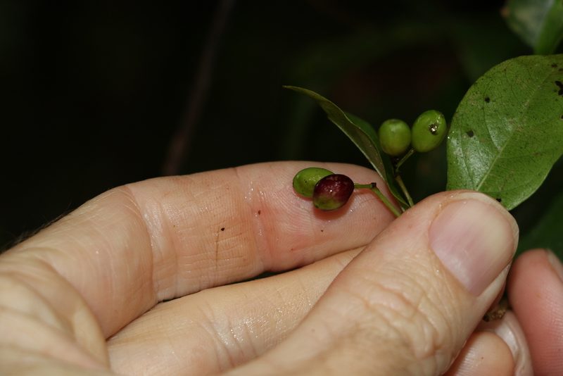 Hodgkinsonia ovatiflora, photographed by Greg Tasney