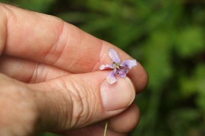 Viola hederacea, photographed by Greg Tasney