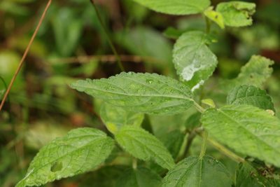 Acalypha nemorum, photographed by Greg Tasney