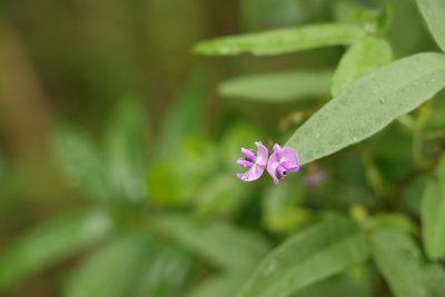 Glycine tabacina, photographed by Greg Tasney
