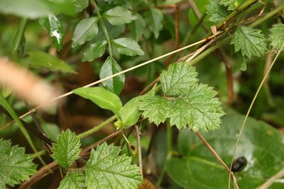 Rubus parvifolius, photographed by Greg Tasney