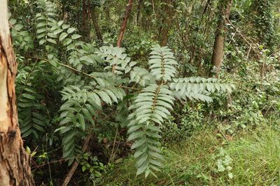 Toona ciliata, photographed by Greg Tasney