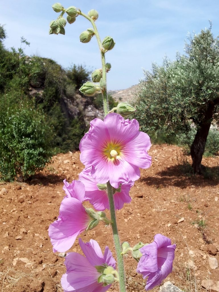 Alcea setosa, photographed by Nasser Halaweh