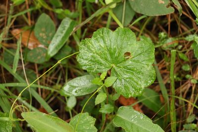 Hydrocotyle laxiflora, photographed by Greg Tasney