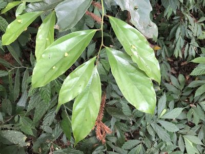 Cryptocarya chinensis, photographed by Cheng-Tao Lin