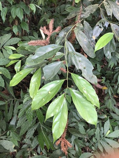 Cryptocarya chinensis, photographed by Cheng-Tao Lin