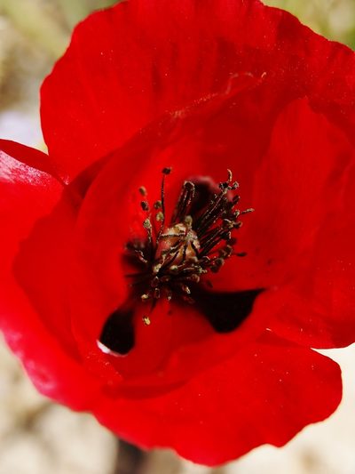 Papaver umbonatum, photographed by Nasser Halaweh