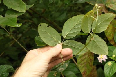 Kennedia rubicunda, photographed by Greg Tasney