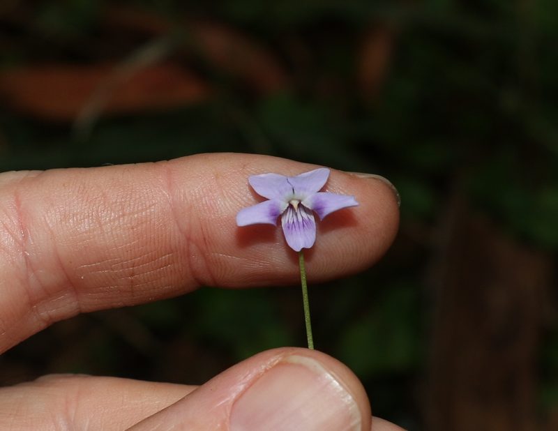 Viola perreniformis, photographed by Greg Tasney
