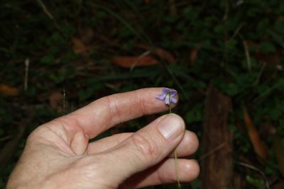 Viola perreniformis, photographed by Greg Tasney