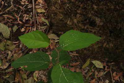 Corymbia torelliana, photographed by Greg Tasney