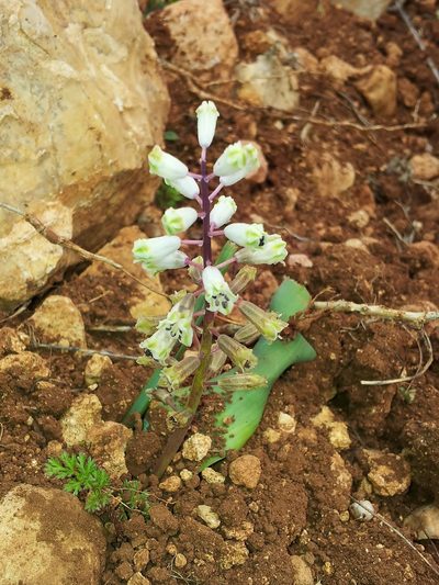 Bellevalia flexuosa, photographed by Nasser Halaweh