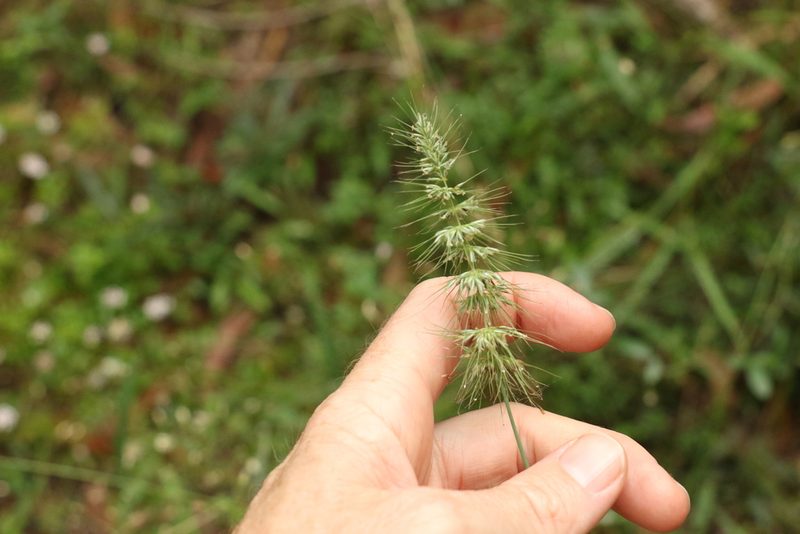 Echinopogon caespitosus, photographed by Greg Tasney
