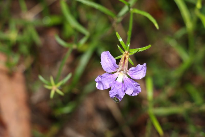 Scaevola ramosissima, photographed by Greg Tasney