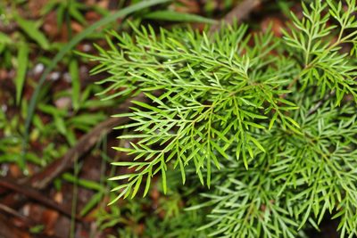 Lomatia silaifolia, photographed by Greg Tasney