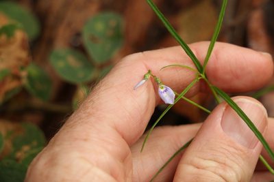 Pigea monopetala, photographed by Greg Tasney