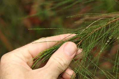 Allocasuarina torulosa, photographed by Greg Tasney