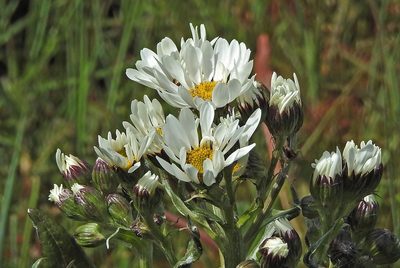 Senecio smithii, photographed by Hugo Hulsberg