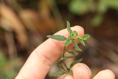Pomax umbellata, photographed by Greg Tasney