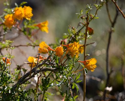 Tropaeolum looseri, photographed by Nicolás Villaseca Merino