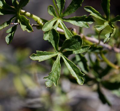 Tropaeolum looseri, photographed by Nicolás Villaseca Merino