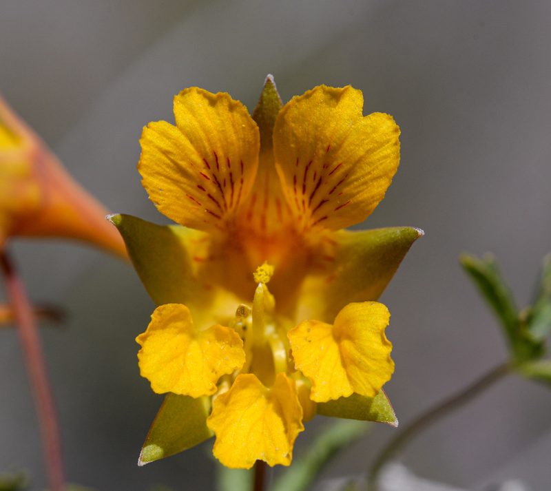 Tropaeolum looseri, photographed by Nicolás Villaseca Merino