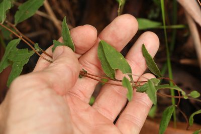 Billardiera scandens, photographed by Greg Tasney