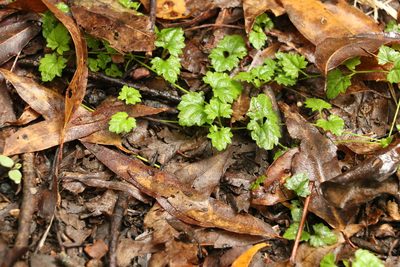 Veronica plebeia, photographed by Greg Tasney