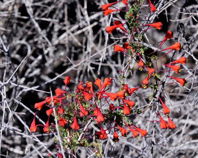 Tropaeolum tricolor, photographed by Nicolás Villaseca Merino