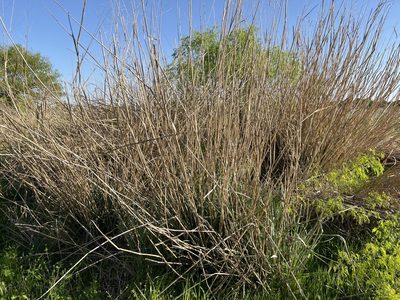 Panicum virgatum, photographed by Clifton Ladd, C.W.B.