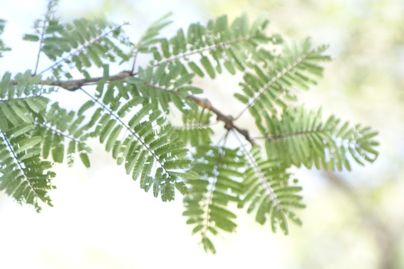 Dichrostachys akataensis, photographed by Romer N. Rabarijaona